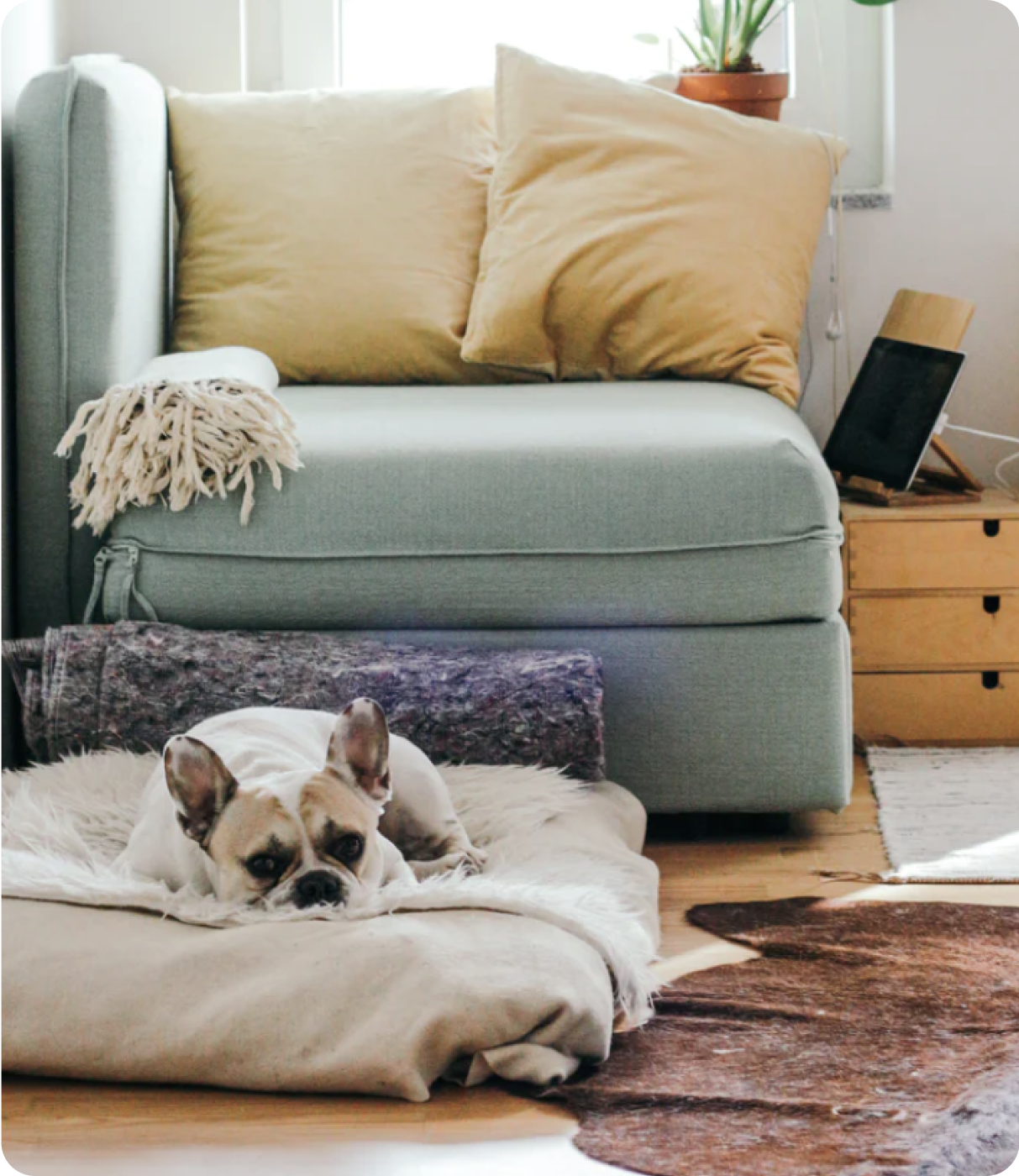 A dog resting comfortably beside a sofa at home