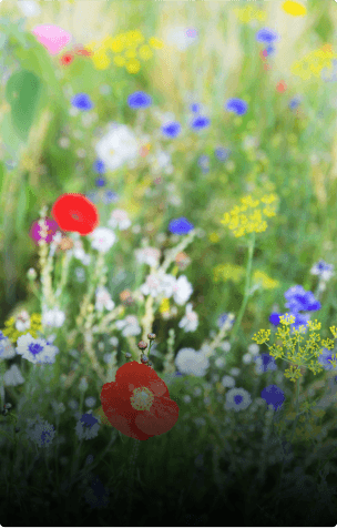 Days out at: RHS Wisley, Surrey